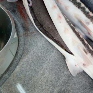 خاویار بلوگا