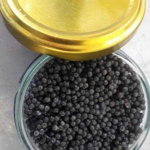 گوشت و خاویار فیل ماهی