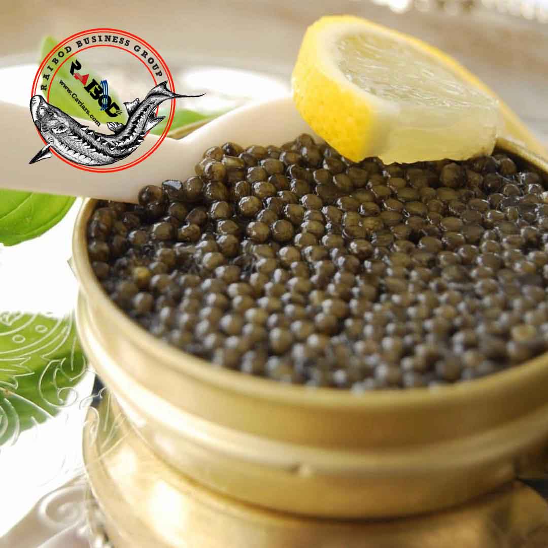 فروش فیل ماهی