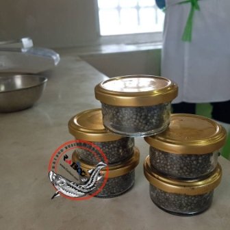 خاویار فیل ماهی در تهران