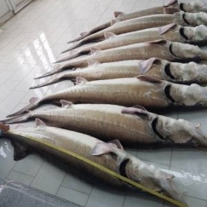 خرید انواع فیل ماهی