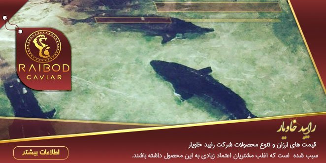 پرورش و فروش فیل ماهی و تاس ماهی