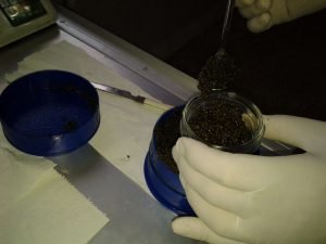خاویار بلوگا