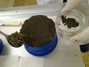 خاویار بلوگا رویال
