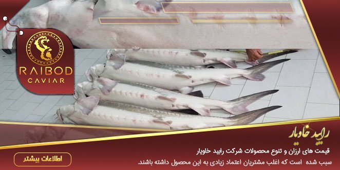 پخش عمده فیل ماهی درجه یک