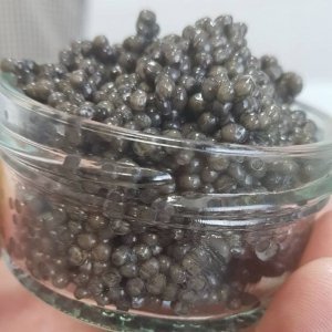 فروشگاه اینترنتی فیل ماهی خاویار