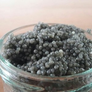 خرید انواع فیل ماهی