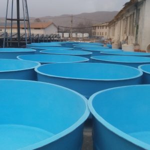 استخر پرورش ماهی خاویار