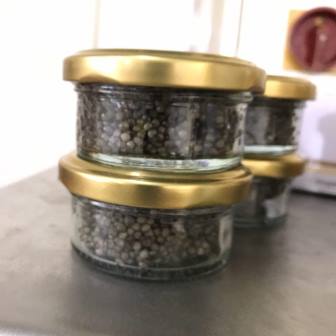 خرید خاویار بلوگا پرورشی آستارا