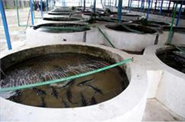 پرورش فیل ماهی دریایی در استخر