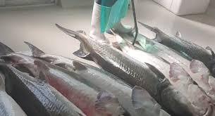 صادرات ماهی خاویاری
