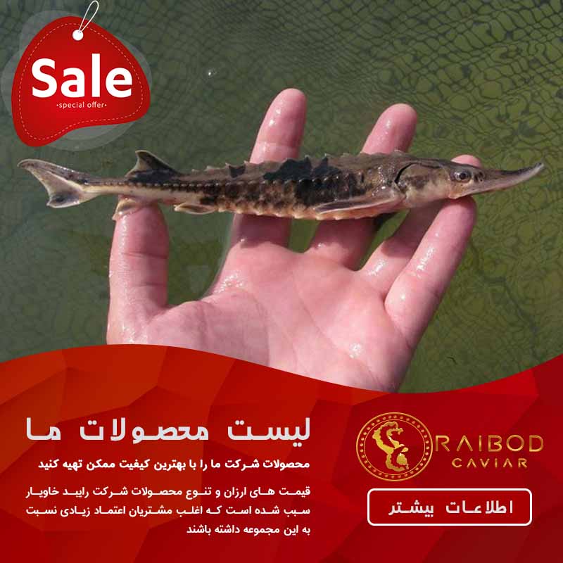 فروش پرورش ماهی خاویار