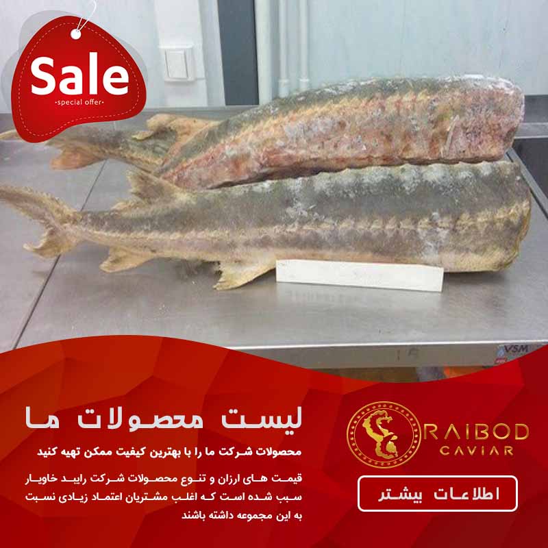 خرید گوشت فیل ماهی