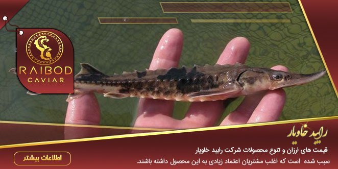 خرید بچه اوزون برون