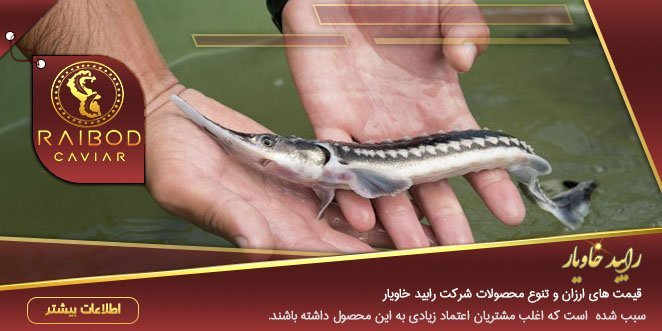 لیست قیمت بچه ماهی خاویار