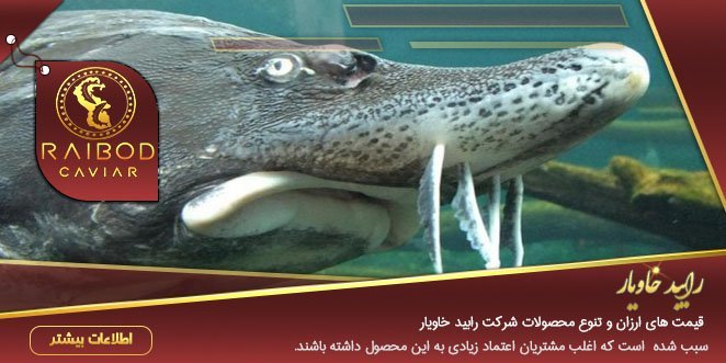 قیمت ارزان انواع ماهی خاویار