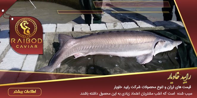 ماهی خاویار در دزفول