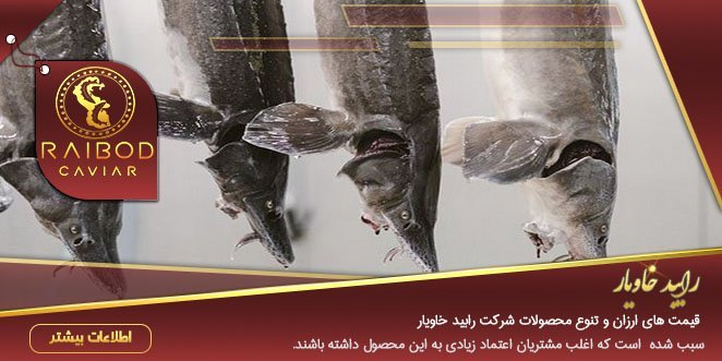 قیمت ارزان ماهی خاویار خزر
