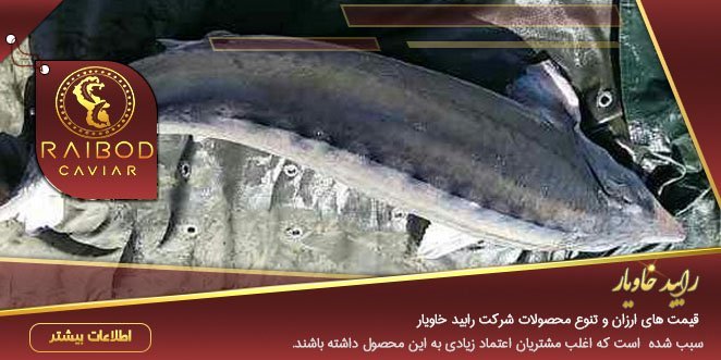 خریدار ماهی خاویار بالغ