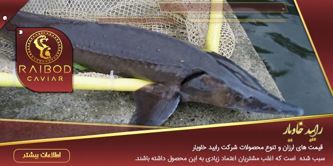 فروش عمده ماهی خاویار در اصفهان