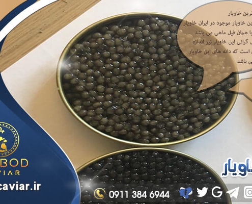 قیمت خاویار بری و بلوگا