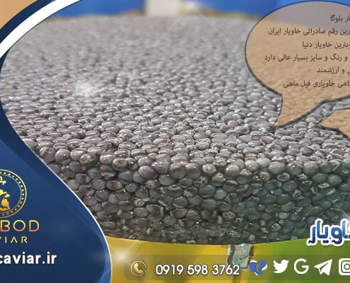 عرضه بهترین خاویار صادراتی